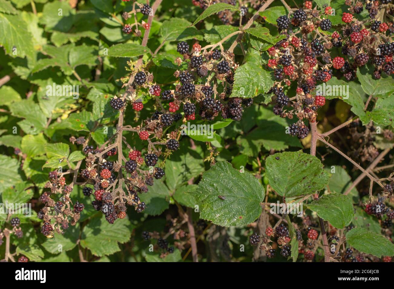 Bacche nere (Rubus fruticosus). Singoli segmenti, bacche, in diverse fasi di maturazione. Rampante, spandimento, clambering, piante verdi fiorite Foto Stock
