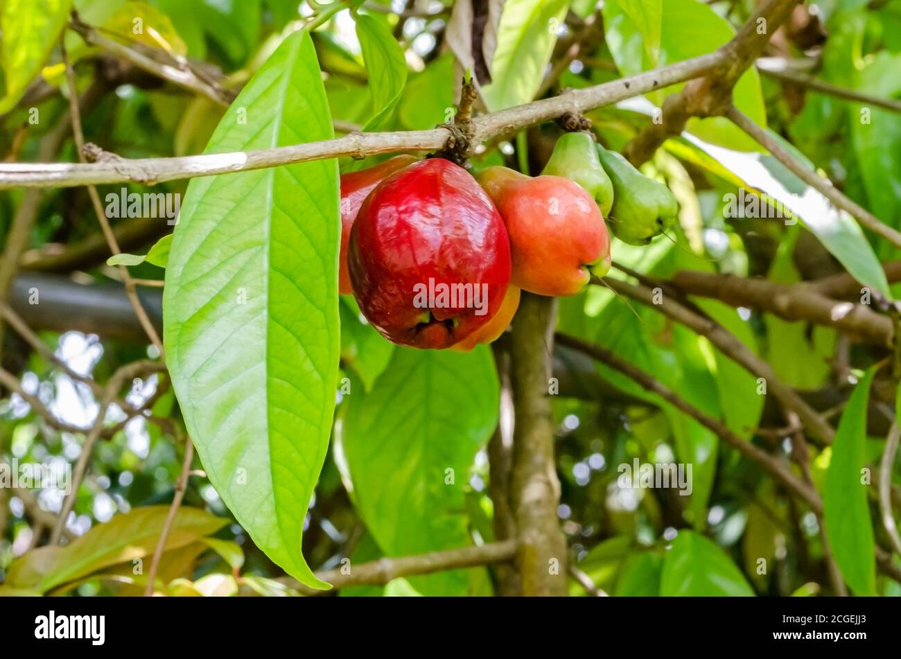 Piccolo mazzo di mele Otaheite su albero Foto Stock