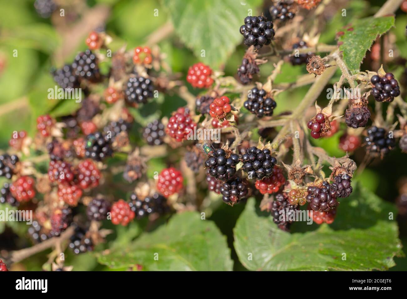 Bacche nere (Rubus fruticosus). Singoli segmenti, bacche, in diverse fasi di maturazione e decomposizione, attirando mosca di verdattoli, Diptera. Foto Stock