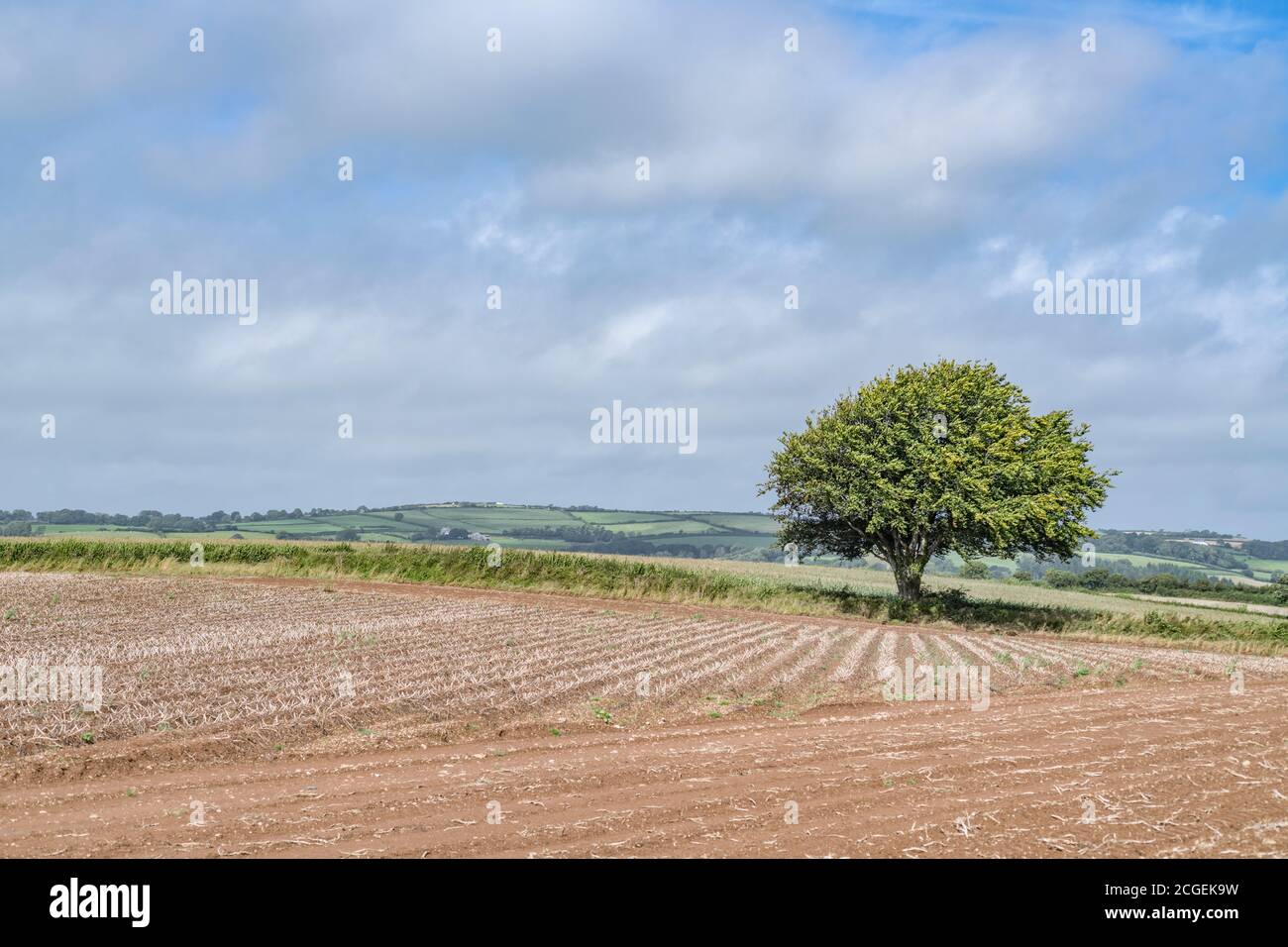 Solitario albero / isolato albero di quercia / Quercus in campo collinare tagliato con cielo blu dietro. Per il nuovo progetto di legge sull'agricoltura e il DEFRA. Foto Stock