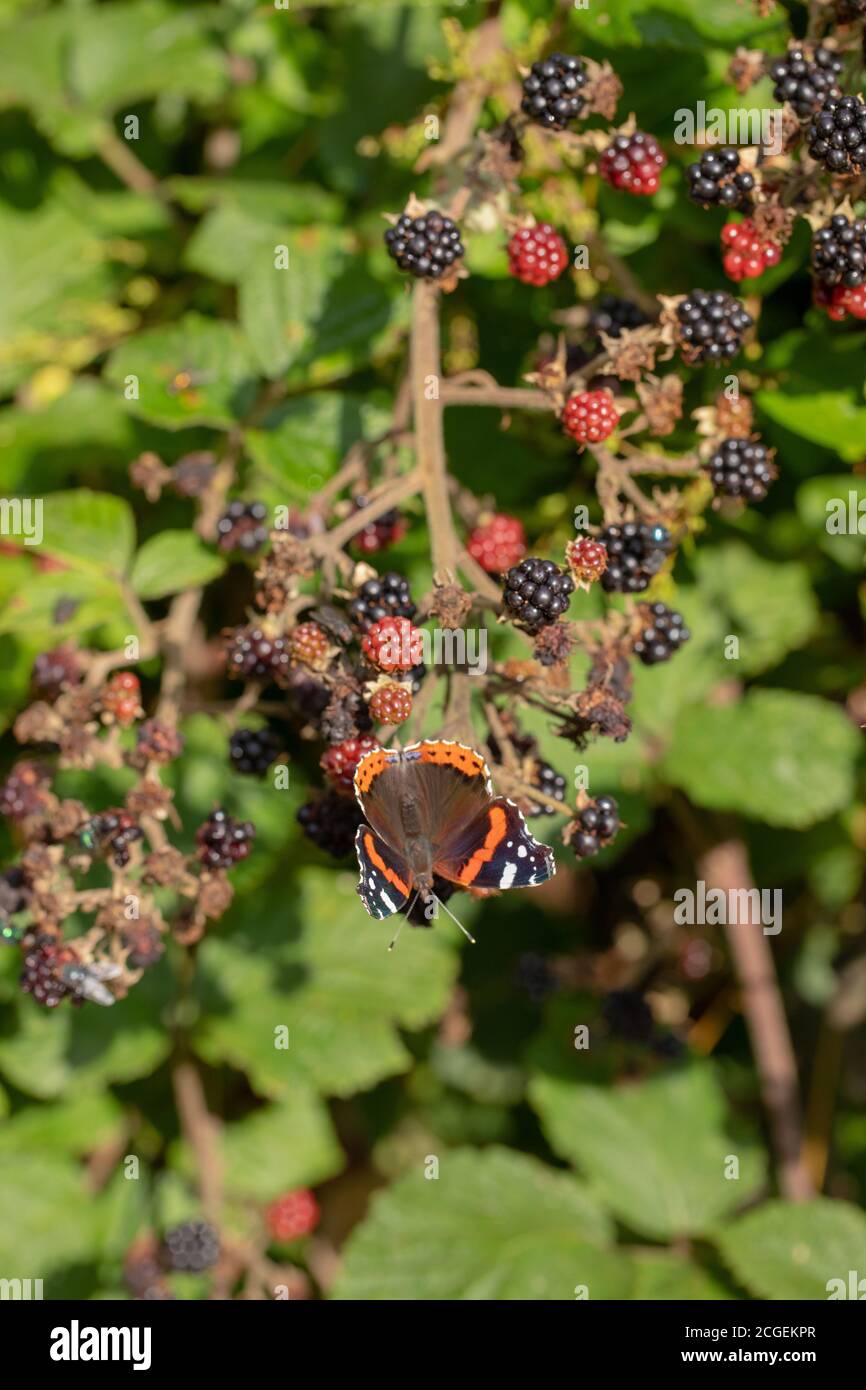 Ammiraglio Rosso Butterfly (Vanessa atalanta). Alimentazione da bacche di more mature (Rubus fruticosus), con le ali parzialmente aperte. Foto Stock