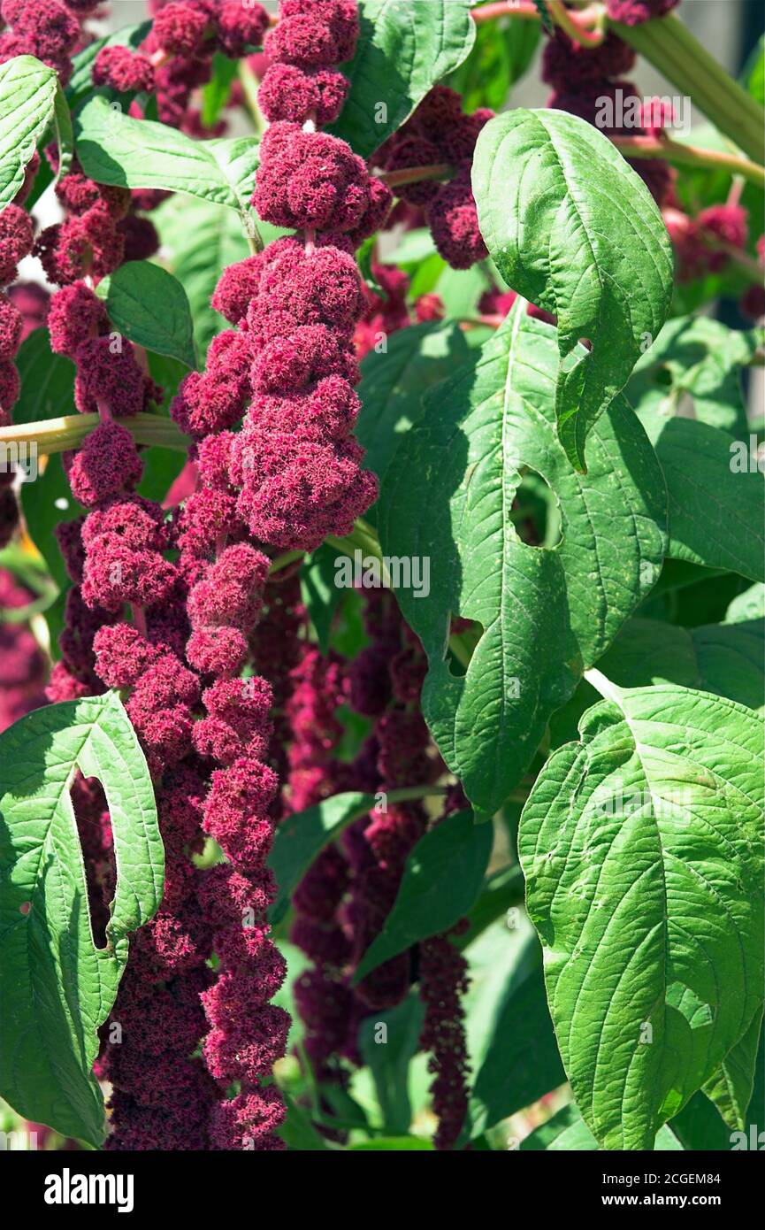 Szarłat zwisły, szarłat ogrodowy Amaranthus caudatus L. Garten-Fuchsschwanz, sanguinamenti di bugie d'amore, amaranto pendente, fiore di tassel, fiore di velluto Foto Stock
