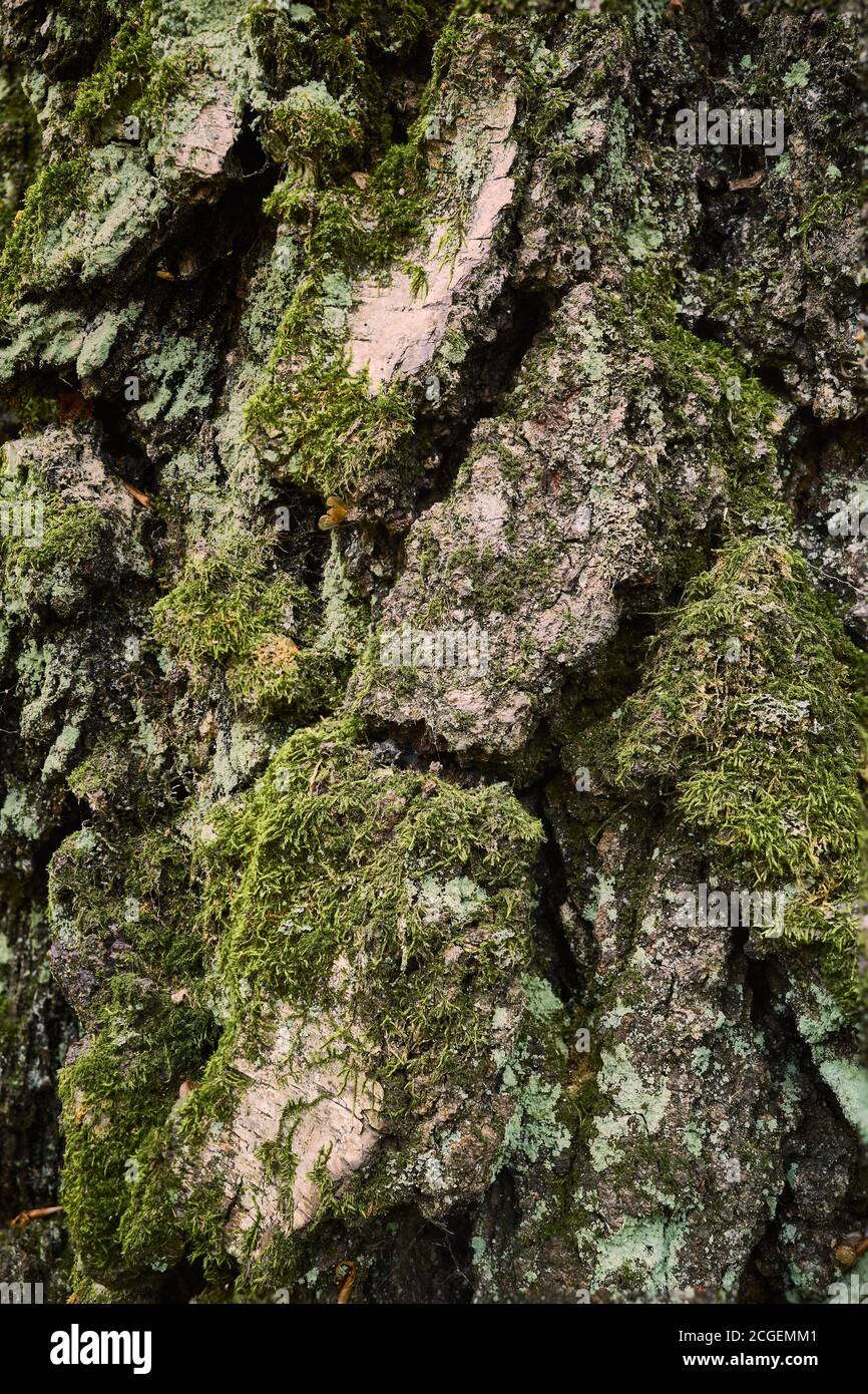 Crosta di betulla. Tronco coperto di muschio di betulla invecchiata. Primo piano scatto verticale. Una corteccia di albero testurizzata, granulata, ruvida, frastagliata, ruvida. Foto Stock