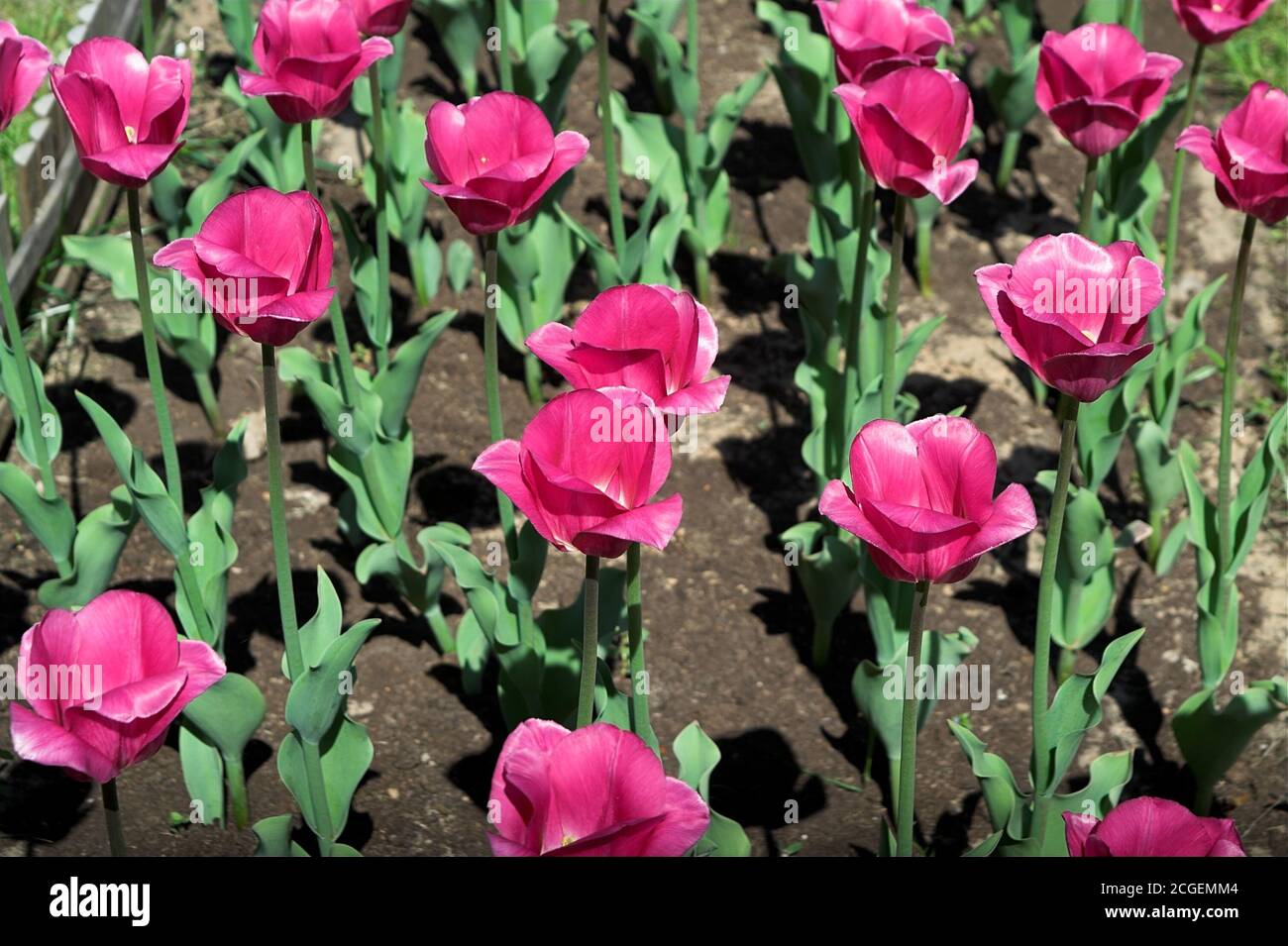 Polonia, Polen; Tulipany (Tulipa L.); tulipani rossi che crescono nel giardino nel terreno. Rote Tulpen, die im Garten im Boden wachsen. 生長在地面的庭院裡的紅色鬱金香。 Foto Stock