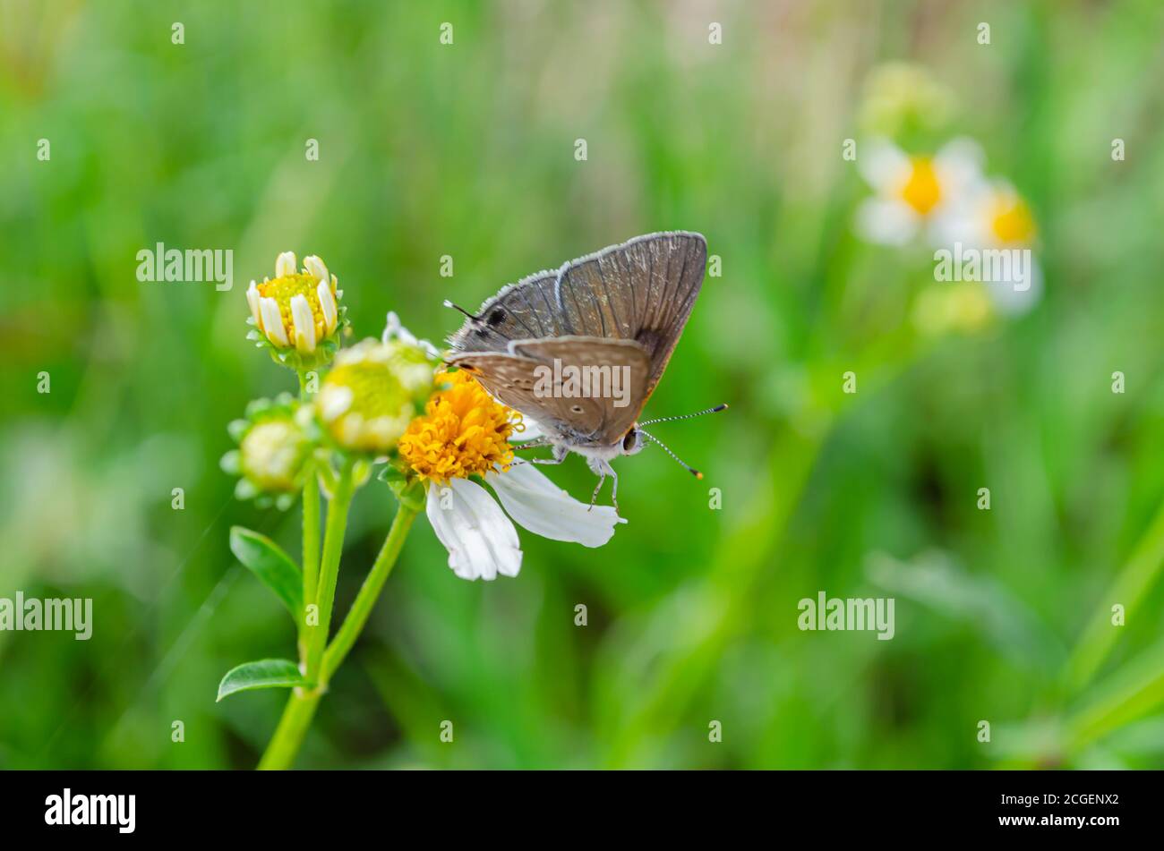Una farfalla Arhopala Atrax su un ago spagnolo Foto Stock