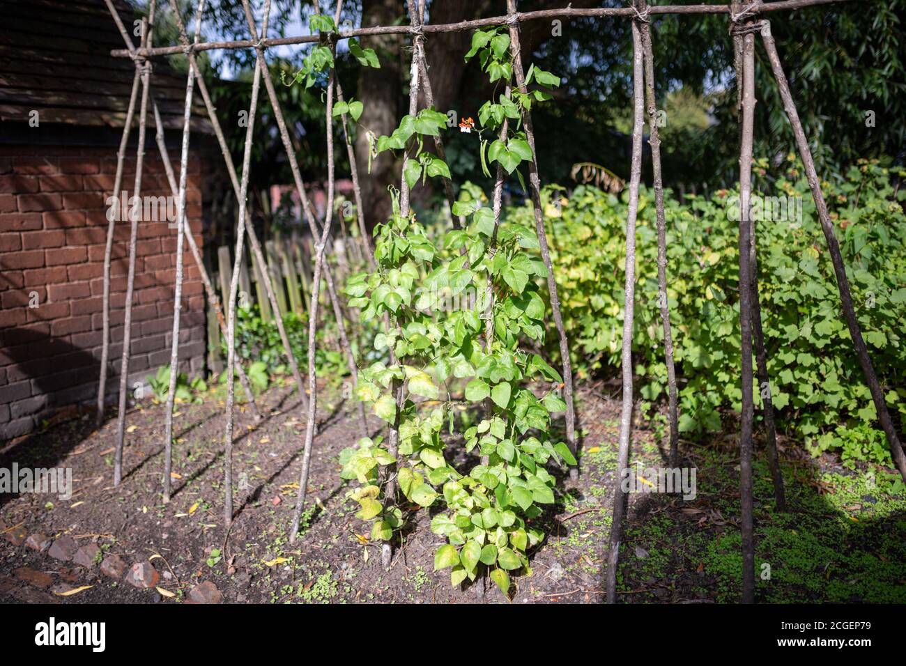 Piante di fagioli di runner su supporti di legno in un giardino in estate, Regno Unito Foto Stock