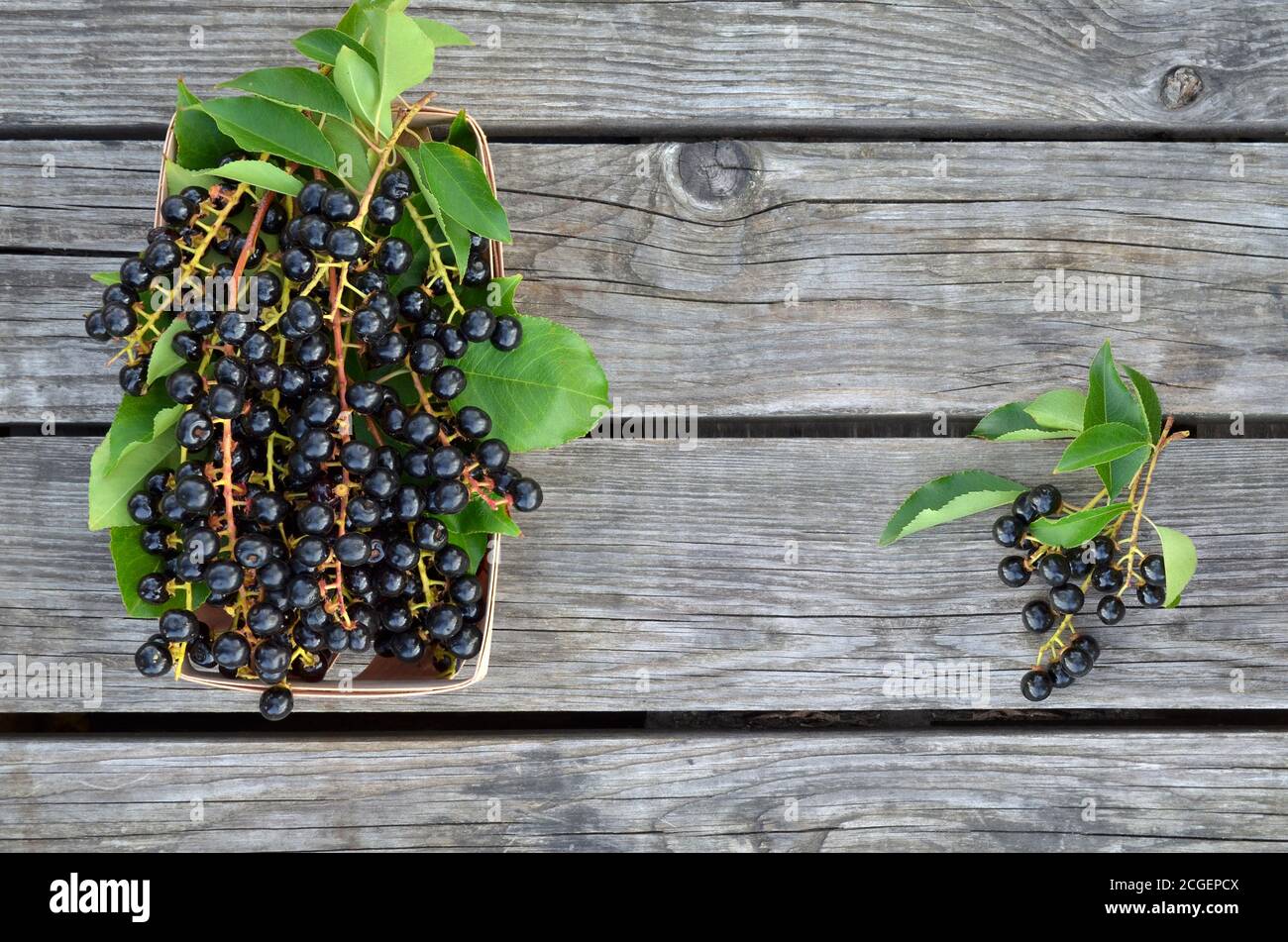 Prunus serotina. Bacche di ciliegio di uccello nero mature su un vecchio tavolo di legno. Primo piano, vista dall'alto Foto Stock