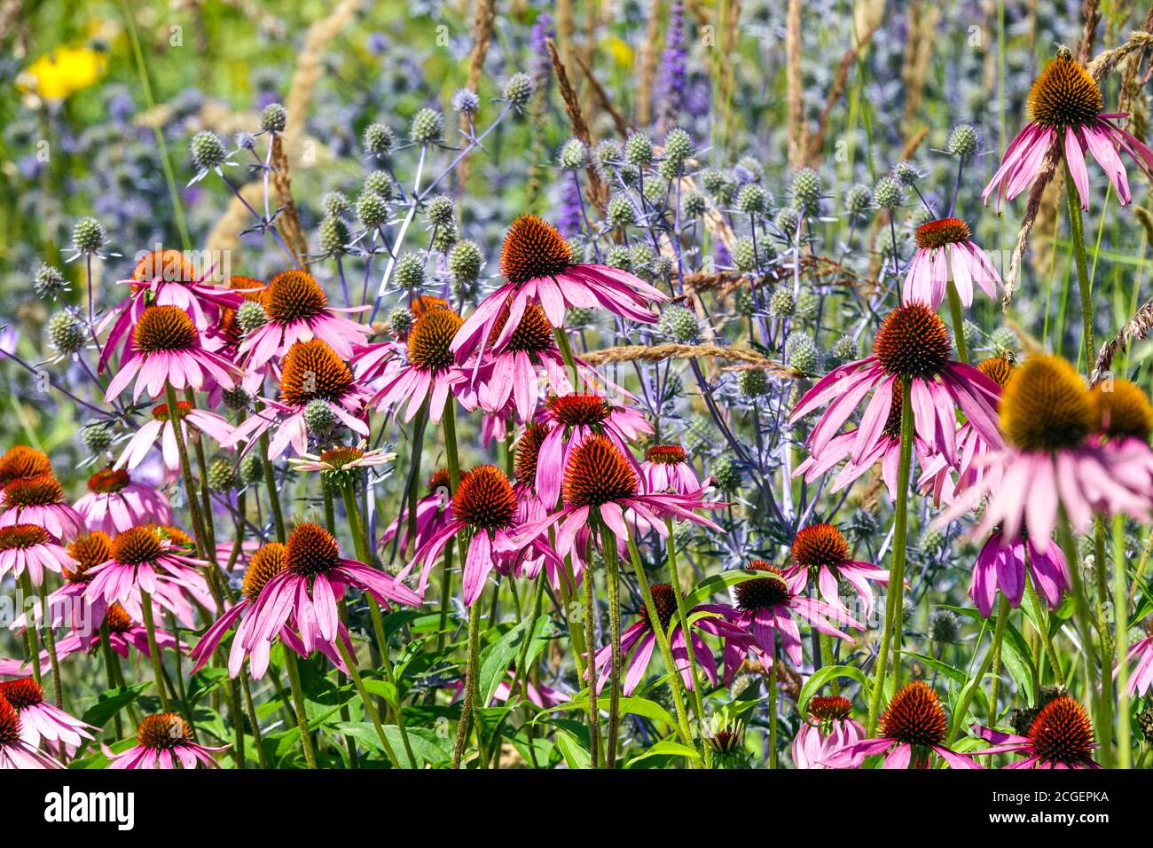 Viola blu erbaceo bordo colore fiori, fiori di mare agrifoglio, Eryngium Foto Stock