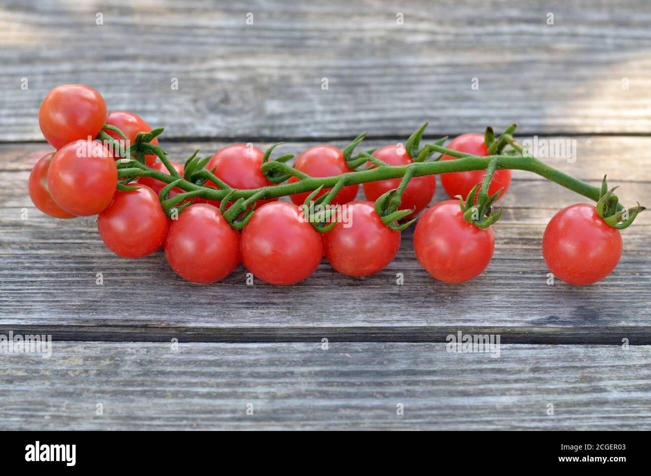 Pomodori ciliegini rossi su un ramo su un vecchio tavolo di legno. Primo piano, messa a fuoco selettiva. Foto Stock
