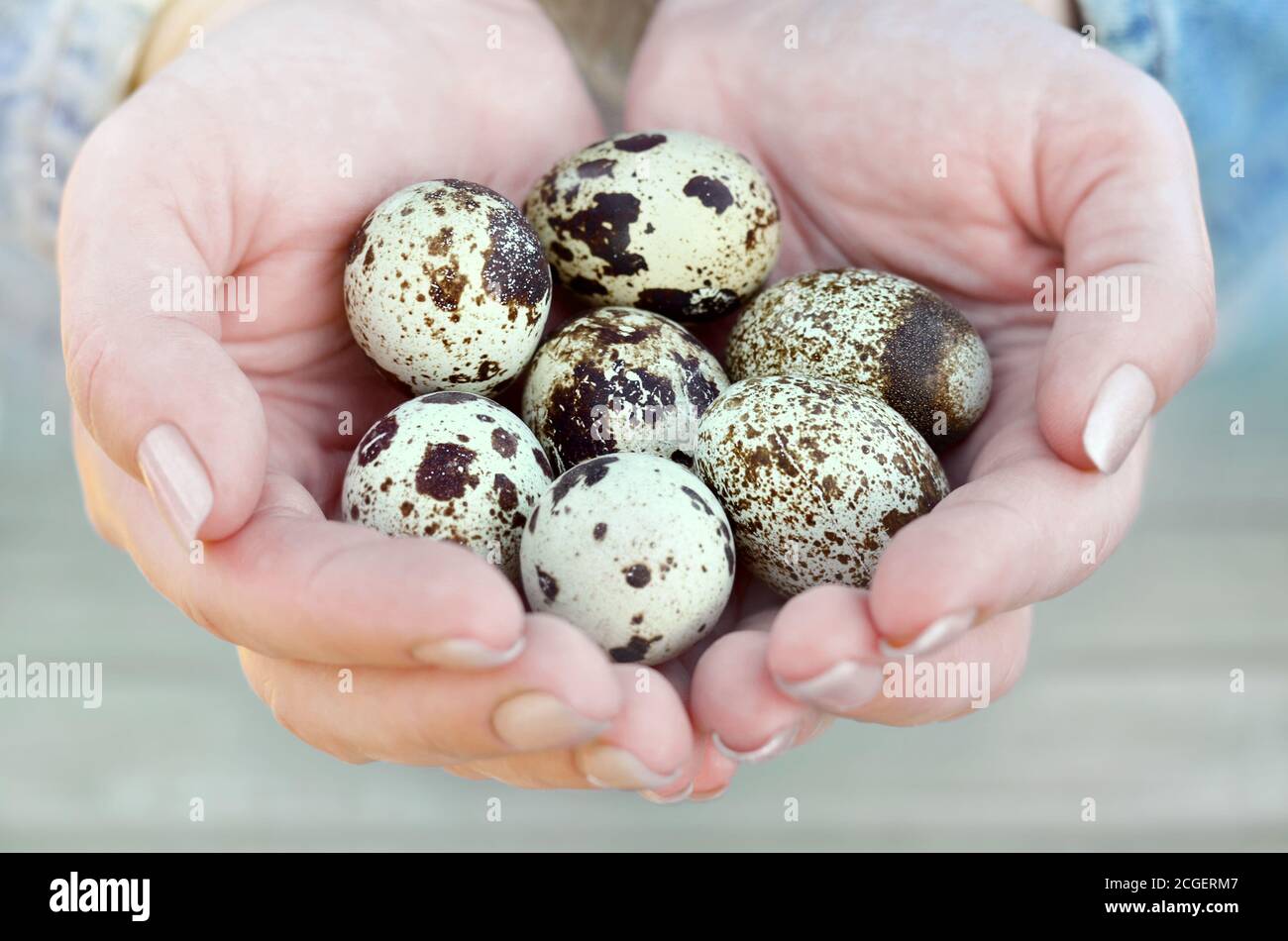 Sette uova di quaglia macchiate nelle mani di una donna da vicino. Mangiare sano. Concetto di Pasqua. Profondità di campo poco profonda, messa a fuoco selettiva. Foto Stock