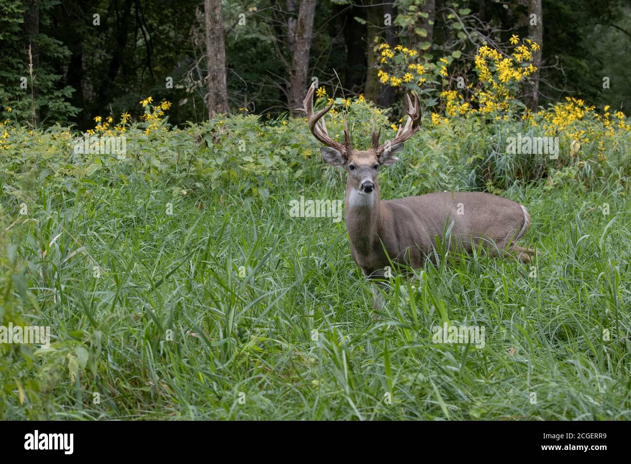 Cerro dalla coda bianca (Odocoileus virginianus). Anatra con le formiche con un sacco di punti. Foto Stock