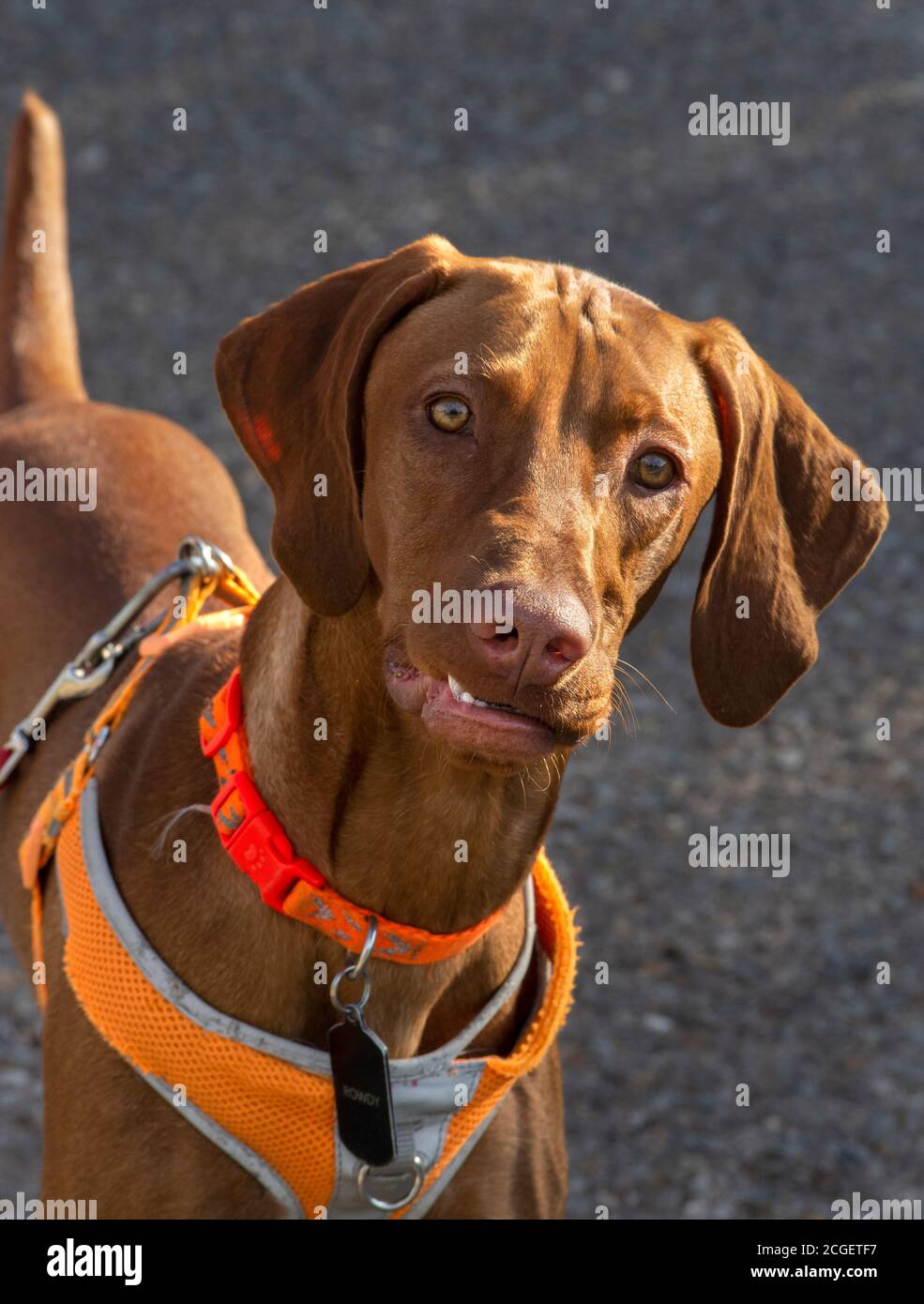 Un cane di razza Vizsla in una passeggiata mattutina con il suo proprietario a Santa Fe, New Mexico. Foto Stock