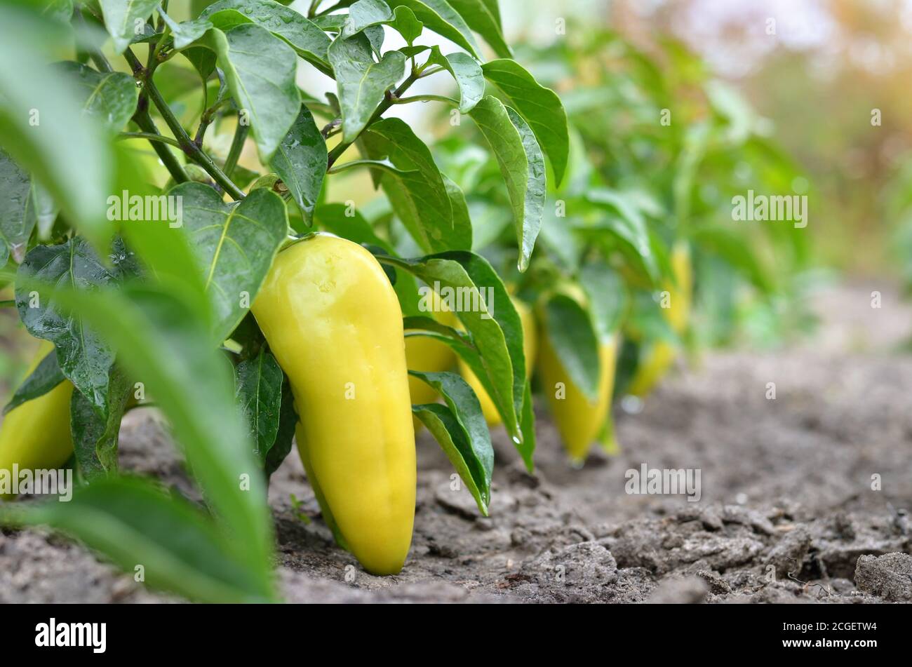 Cespugli di peperoncino giallo dolce che crescono nel letto da giardino. Primo piano, messa a fuoco selettiva. Foto Stock