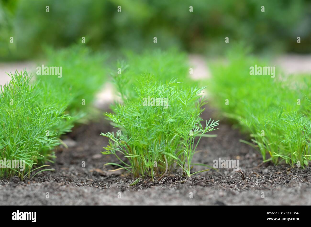 Giovane aneto verde che cresce nel letto giardino. Primo piano, messa a fuoco selettiva Foto Stock