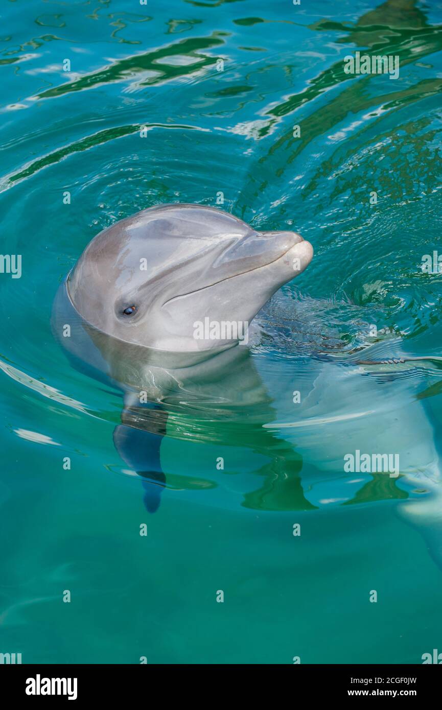 Un delfino bottlenoso al Dolphin Discovery Puerto Aventuras sulla Riviera Maya vicino Cancun nello stato di Quintana Roo, Messico. Foto Stock