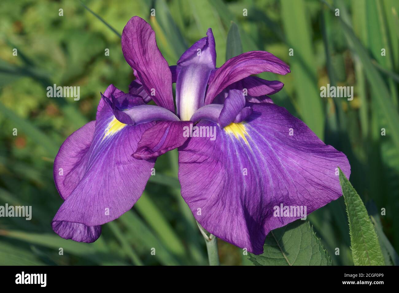 Iris giapponese (Iris ensata). Un altro nome scientifico Iris kaempferi Foto Stock