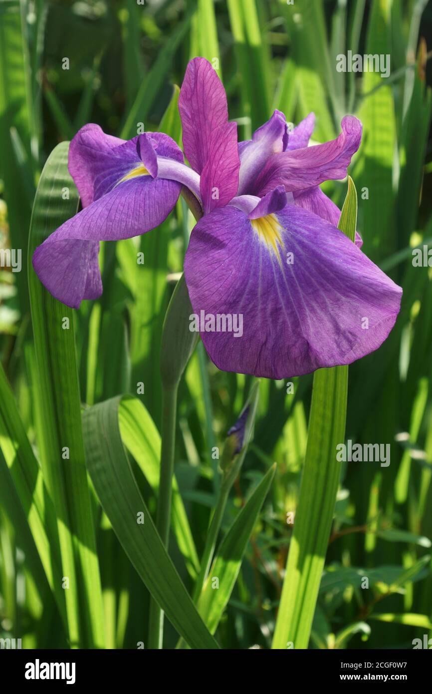 Iris giapponese (Iris ensata). Un altro nome scientifico Iris kaempferi Foto Stock