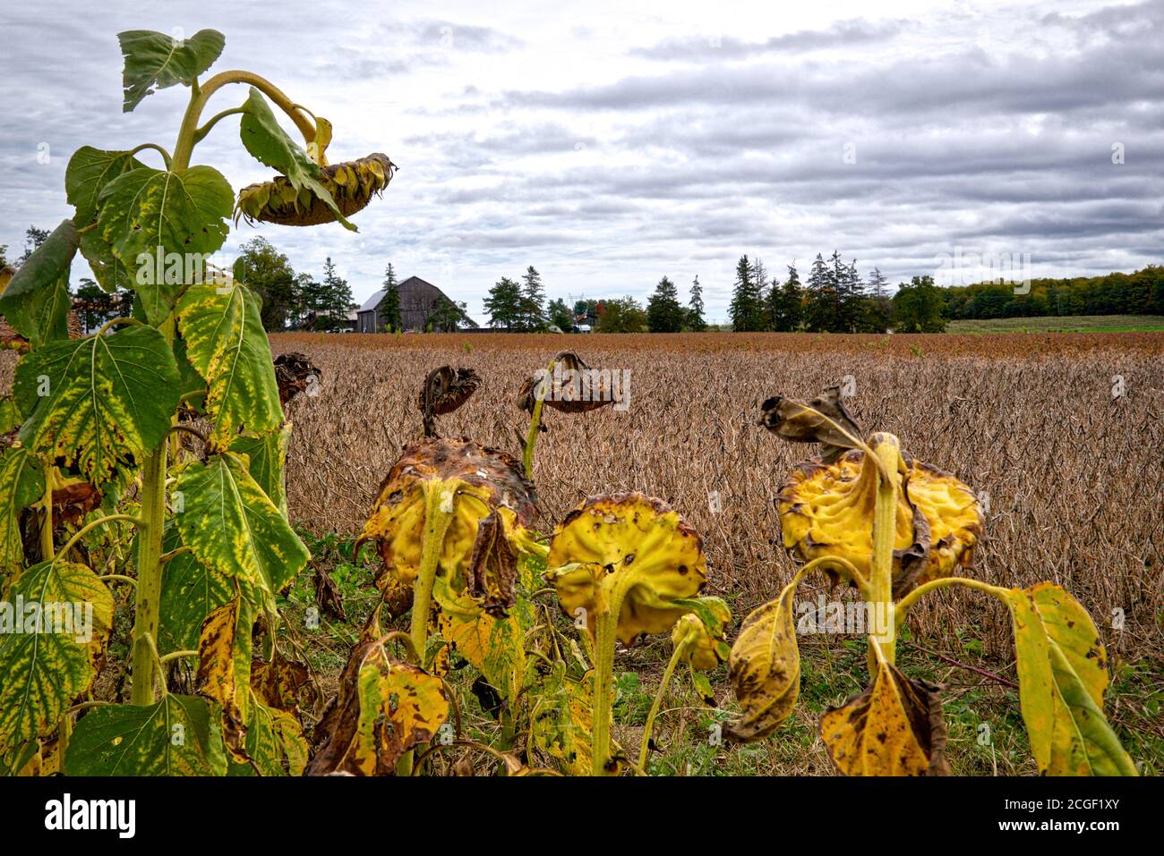 Girasole maturato nel campo con casa colonica come sfondo Foto Stock