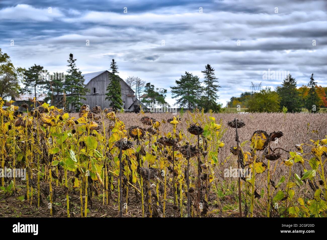 Pickering, Ontario / Canada - 10/05/2018: Girasole morto nel campo con casa colonica come sfondo Foto Stock