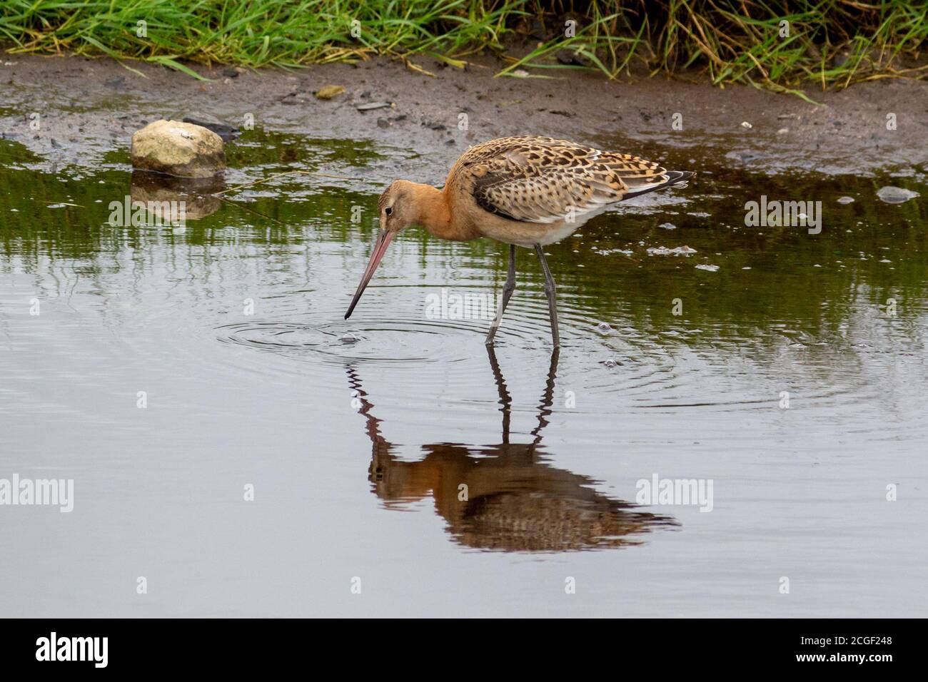 Godwit dalla coda nera si riflette nell'acqua durante l'alimentazione Foto Stock