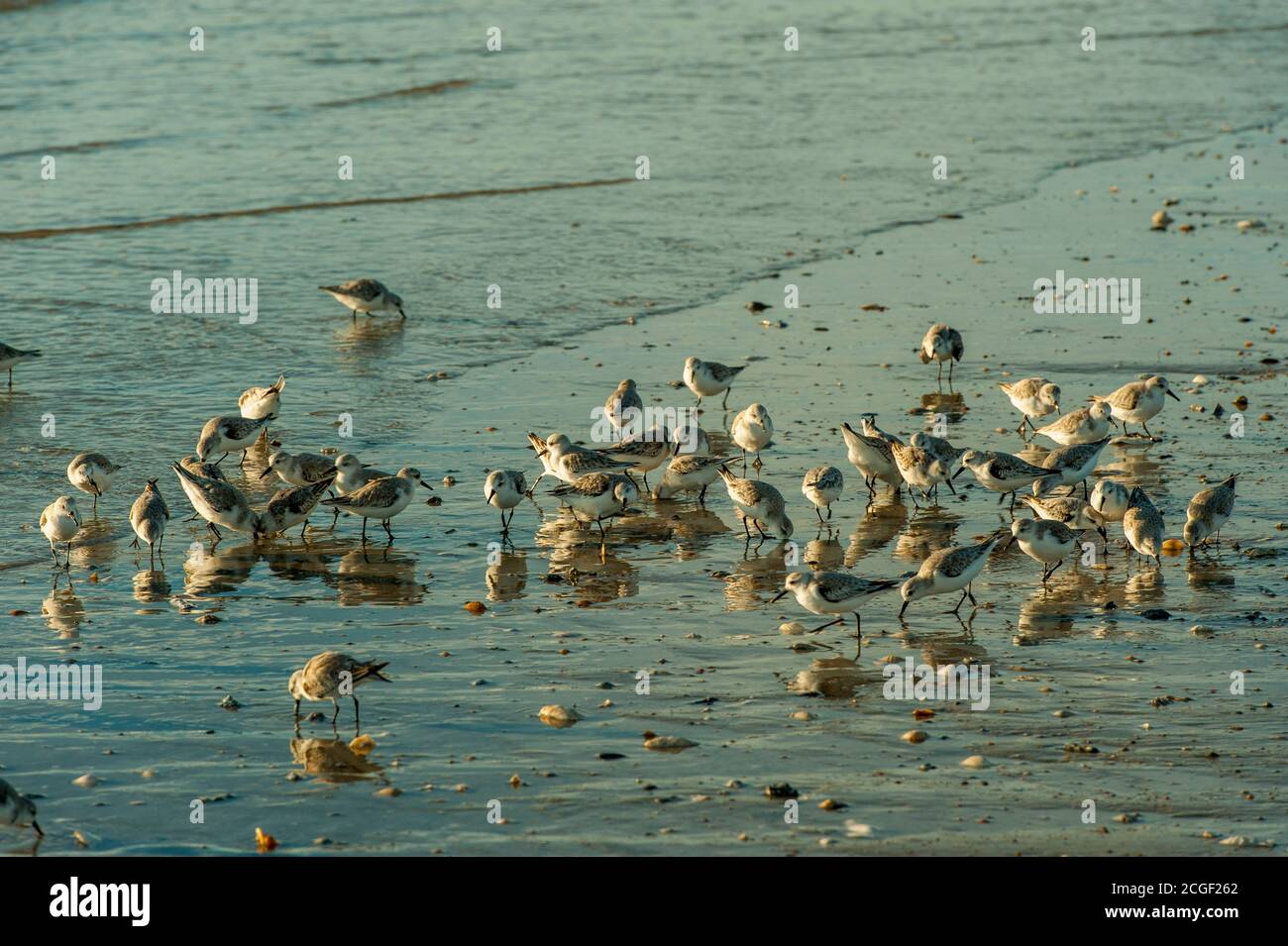 Sanderlings (Becasseau sanderling) che si nuota a bassa marea su una spiaggia sull'isola di Edisto in Carolina del Sud, Stati Uniti. Foto Stock