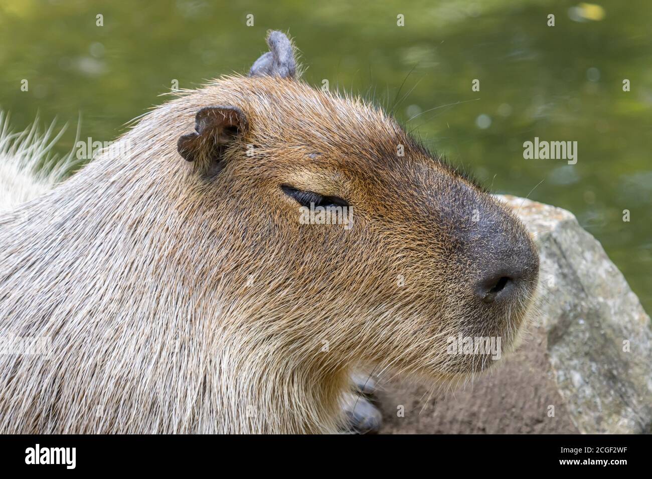 Il capybara (Hydrochoerus hydrochaeris) è un roditore gigante della cavia originario del Sud America. Foto Stock