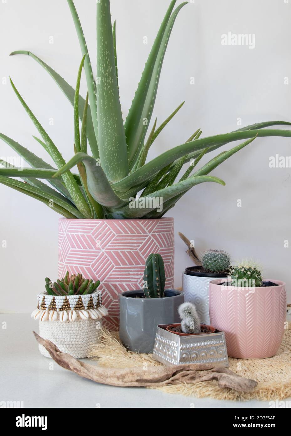 gruppo di piante succulente casa cactus e aloe vera Foto Stock