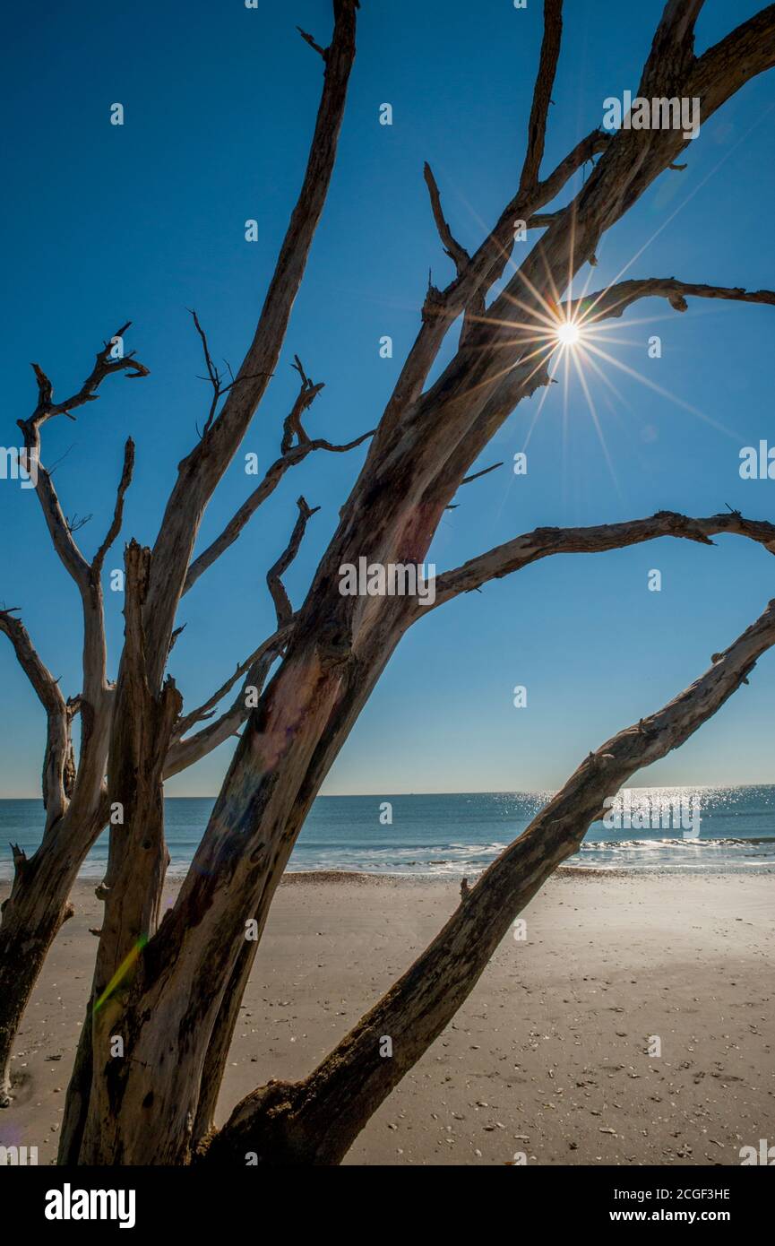 Un sunburst su un albero morto su una spiaggia a Botany Bay sull'isola di Edisto, Carolina del Sud, Stati Uniti. Foto Stock