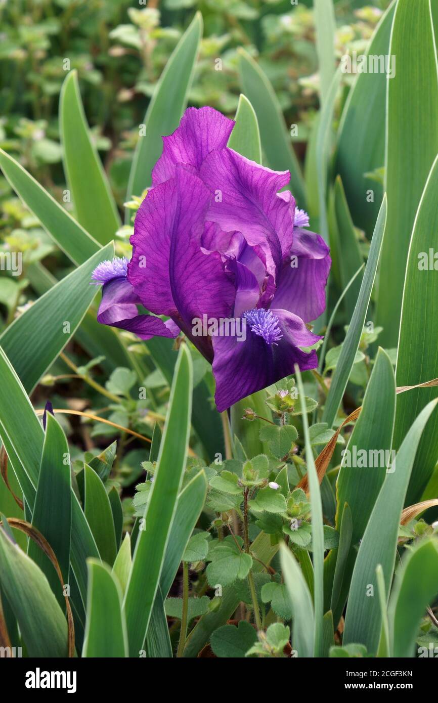 Nana aride aridata (Iris pumila). Chiamato anche Pygmy iris Foto Stock