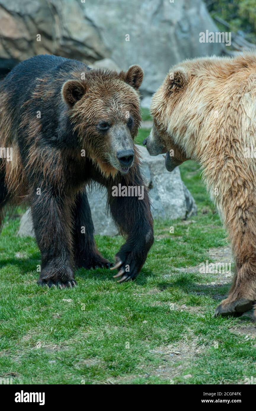 Brown Bears nella mostra Russian Grizzly Coast che presenta la natura selvaggia dell'Estremo Oriente russo allo Zoo del Minnesota, Stati Uniti. Foto Stock