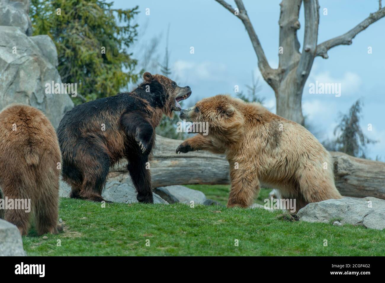 Brown Bears nella mostra Russian Grizzly Coast che presenta la natura selvaggia dell'Estremo Oriente russo allo Zoo del Minnesota, Stati Uniti. Foto Stock