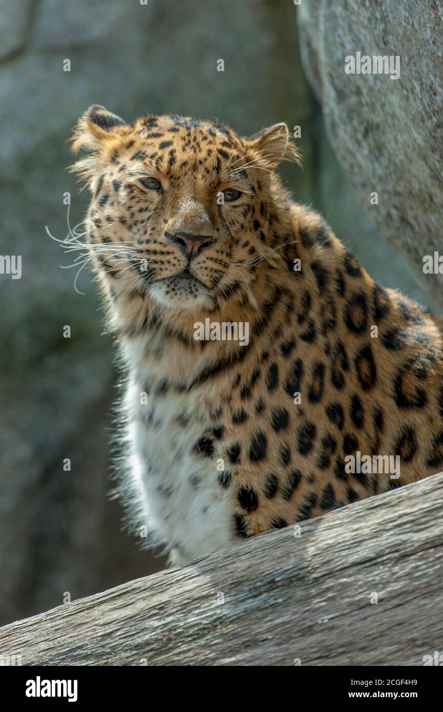 Primo piano di un leopardo di Amur (Panthera pardus orientalis) Presso la mostra Russa Grizzly Coast che presenta la natura selvaggia del L'Estremo Oriente russo al min Foto Stock