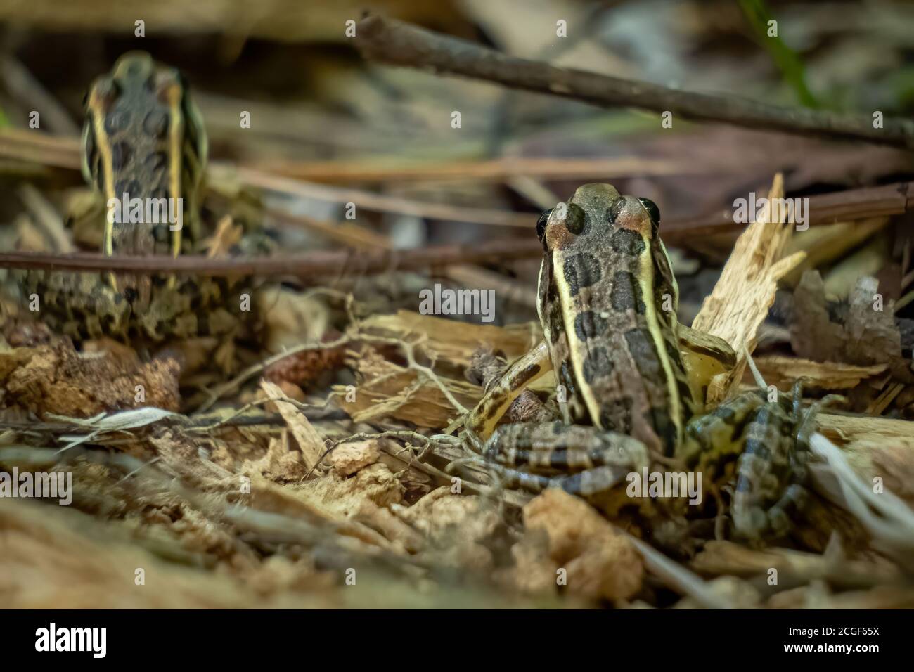 Un paio di giovani Pickerel Frogs nella foresta in estate. Raleigh, Carolina del Nord. Foto Stock