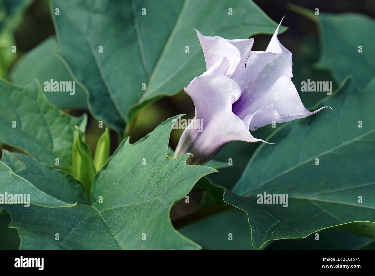 Jimsonweed (Datura stramonio). Chiamato il serpente del diavolo, le campane dell'Inferno, l'erbaccia del diavolo, Tolguacha, l'erbaccia di Jamestown, Pricklyburr, il cetriolo del diavolo e Thornap Foto Stock