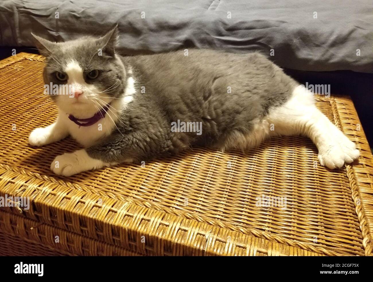 Un gatto grigio e bianco seduto e rilassante sul petto di legno Foto Stock