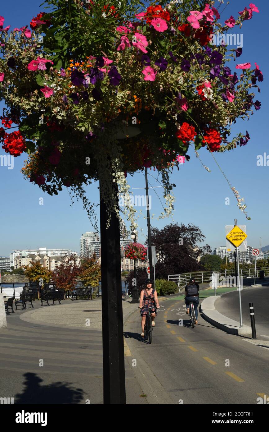 Un cesto di fiori pende su una pista ciclabile lungo Wharf Street a Victoria, British Columbia, Canada Foto Stock