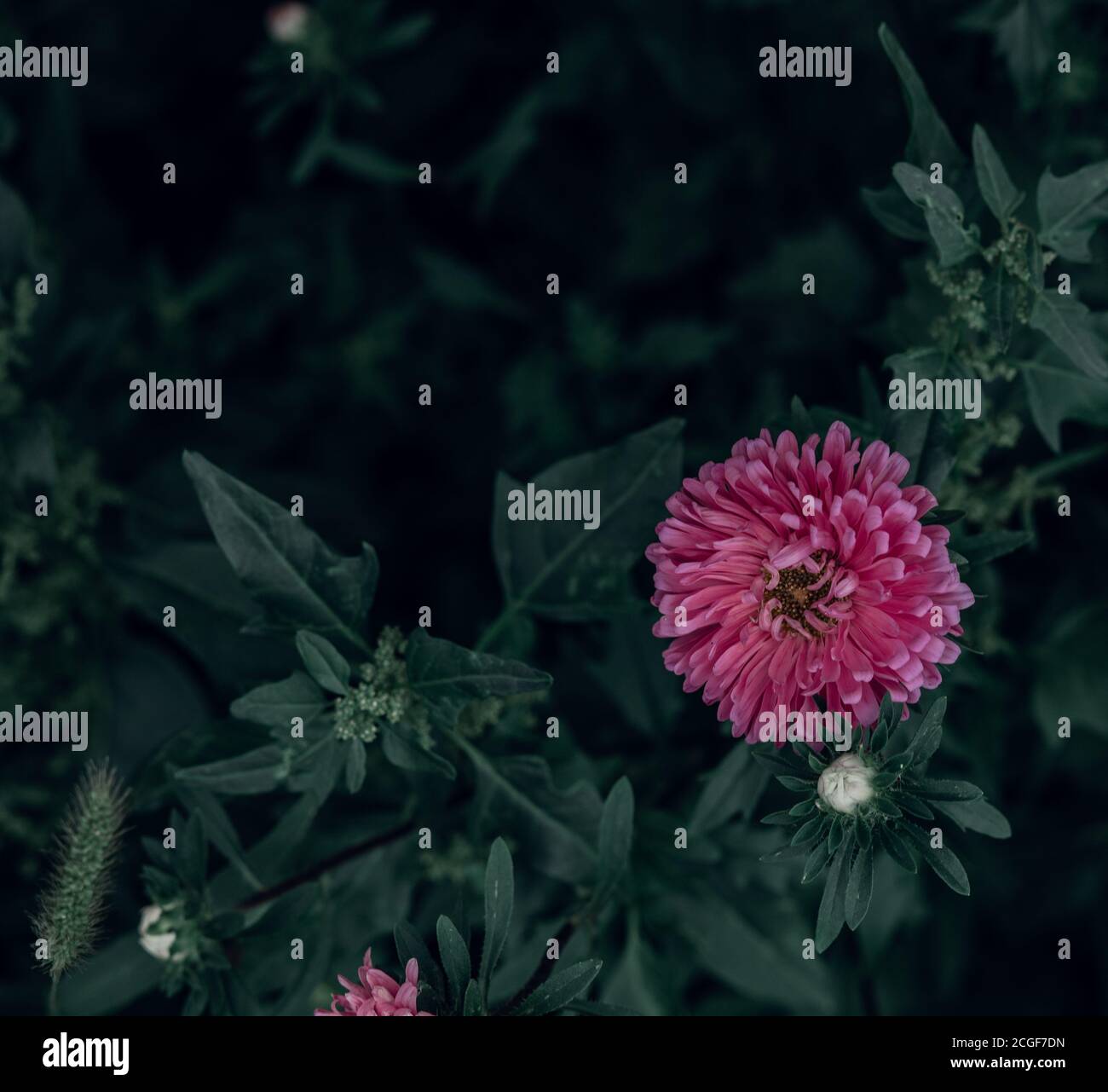 Rosa Aster fiore. Sfondo di foglie verdi. Foto Stock