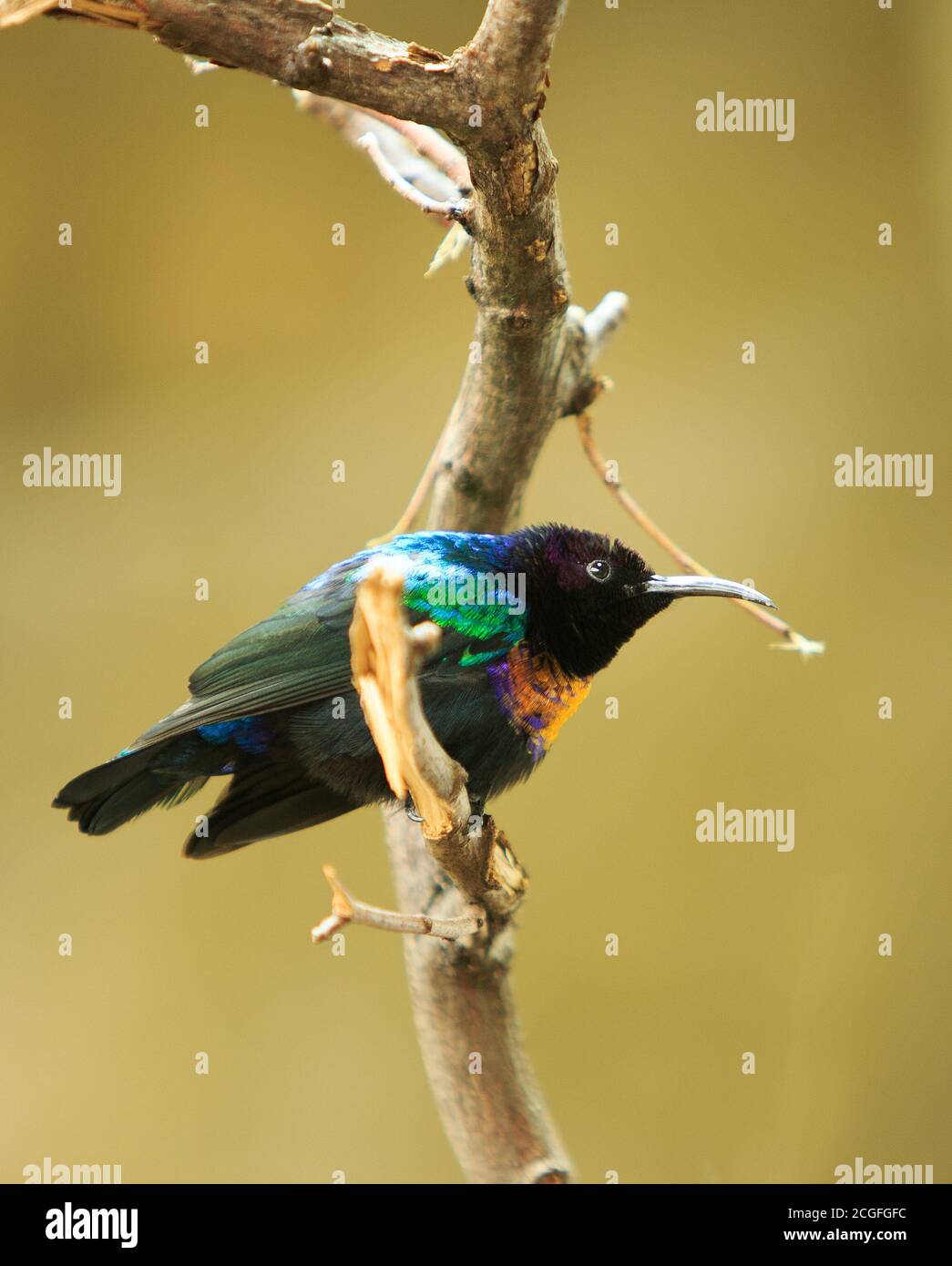 Spendid Sunbird (Cinnyris coccinigastrus) Arroccato su un albero con uno sfondo naturale vuoto Foto Stock
