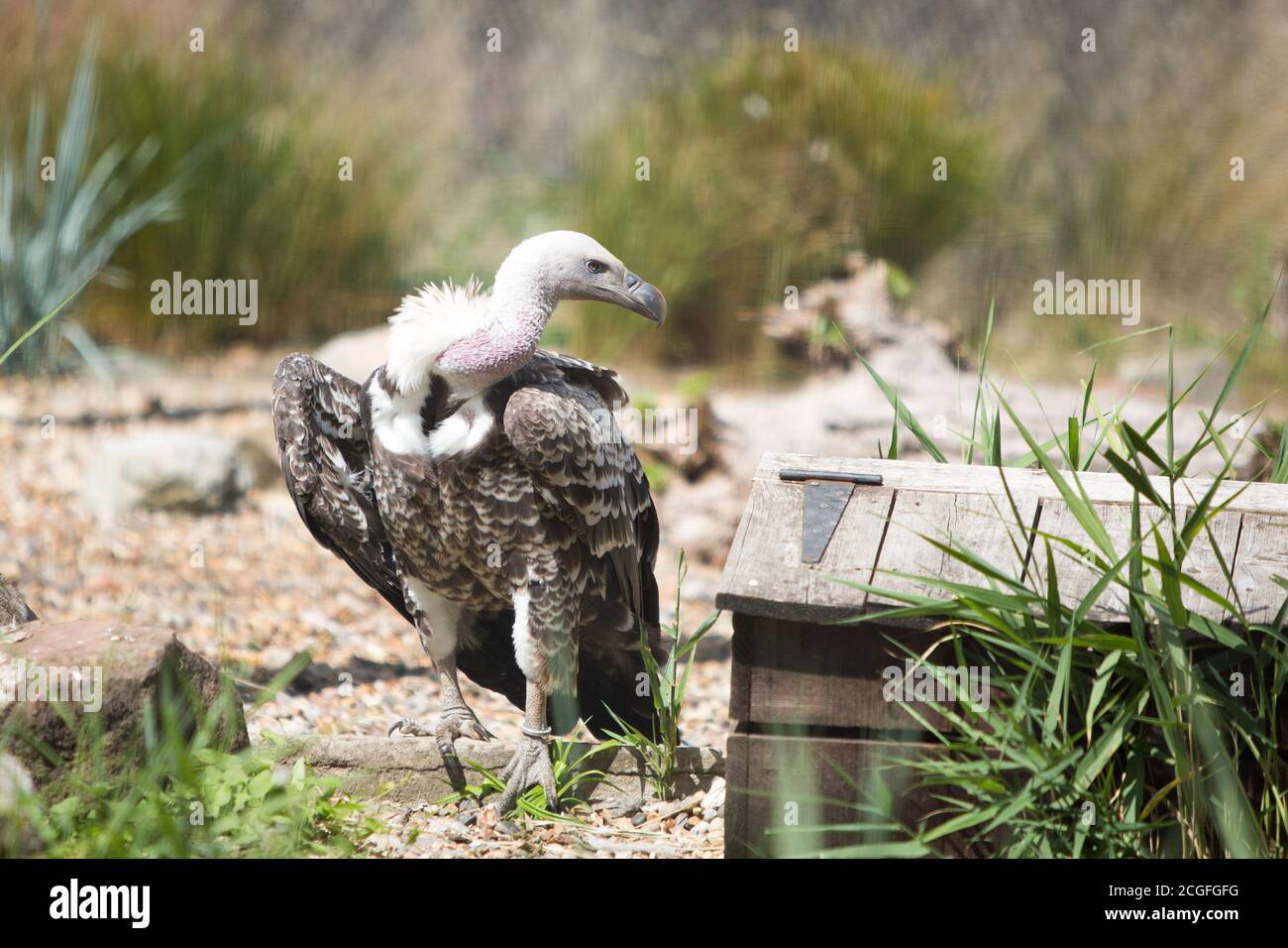Rüppell's avvoltoio in cattività con un buon dettaglio della testa e. becco - preso attraverso la rete metallica Foto Stock