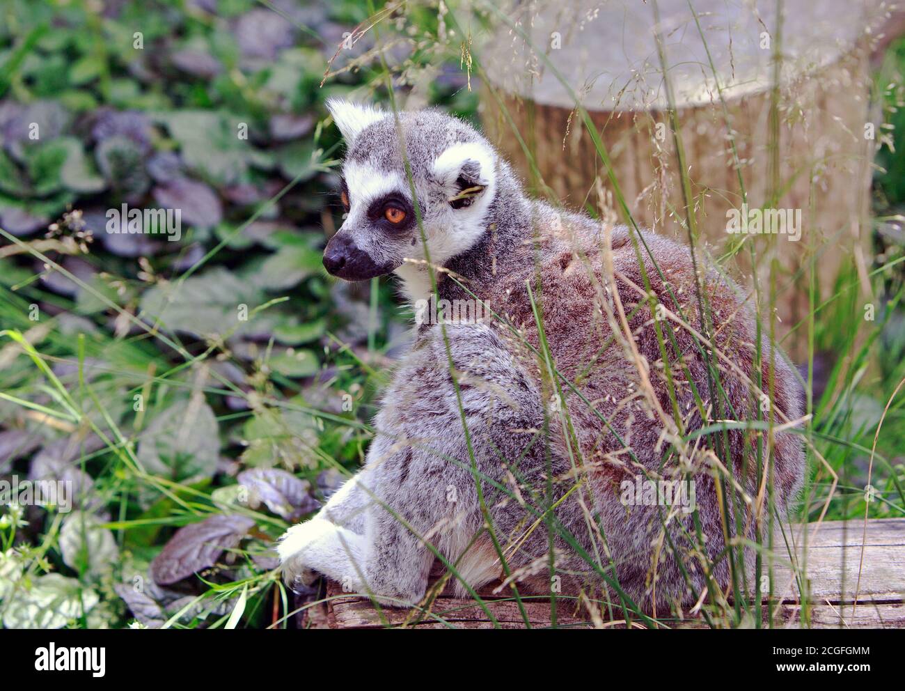 Un Lemur malgascio (lemur con coda ad anello) poggiando sul terreno su uno sfondo naturale Foto Stock
