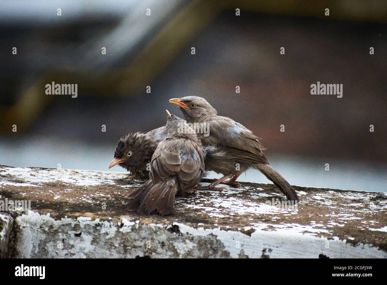 Babbler della giungla (Turdoides striata) uccello comune – Delhi - india. Foto Stock