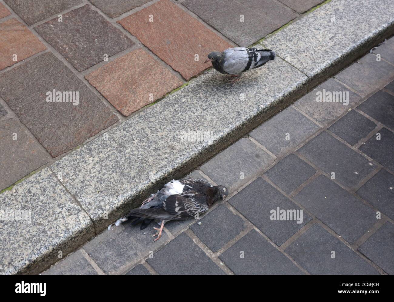 Cracovia. Cracovia. Polonia. Un piccione che cammina da un piccione morto sdraiato sulla strada Foto Stock