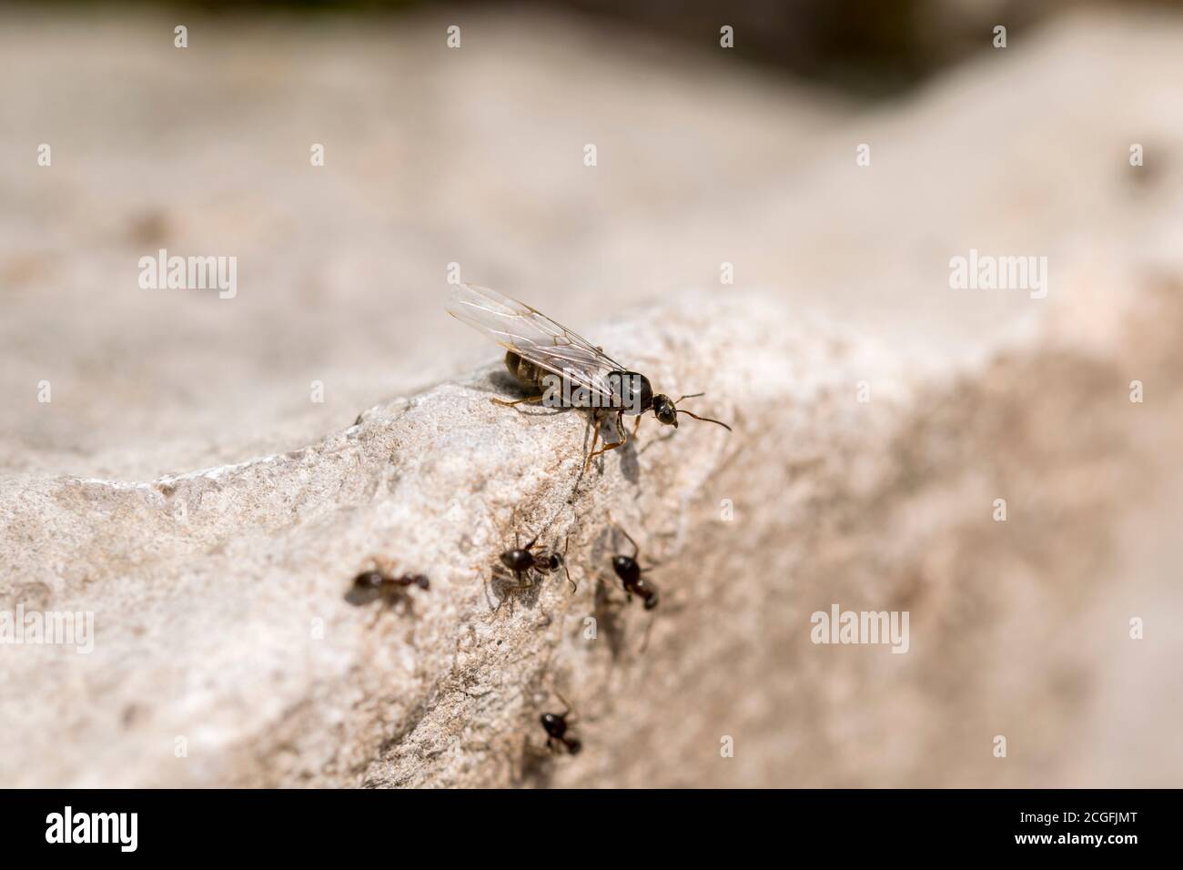 Black Garden Ants Latius niger, alato maschio e femmina pronti per l'accoppiamento in aria Foto Stock