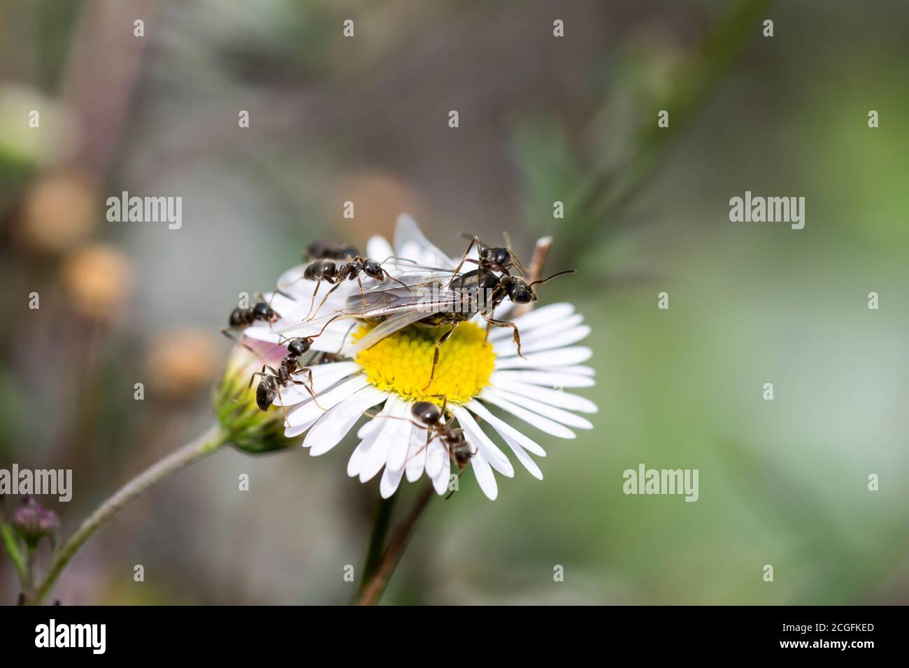 Black Garden Ants Latius niger, alato maschio e femmina pronti per l'accoppiamento in aria Foto Stock