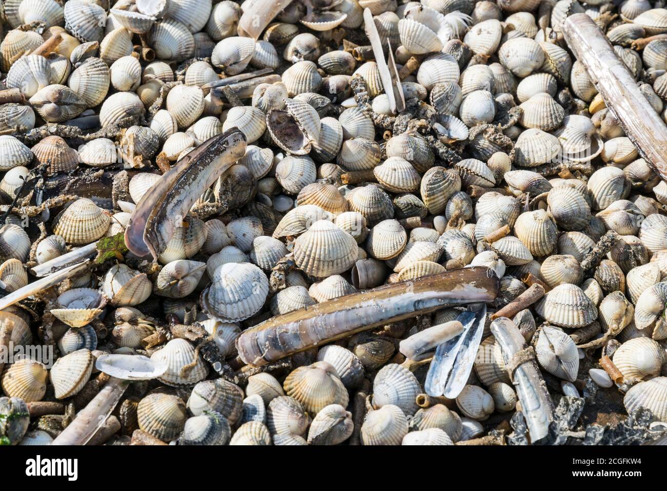 Varie conchiglie marine e tubi di verme lavati su un North Wales spiaggia dopo una tempesta Foto Stock