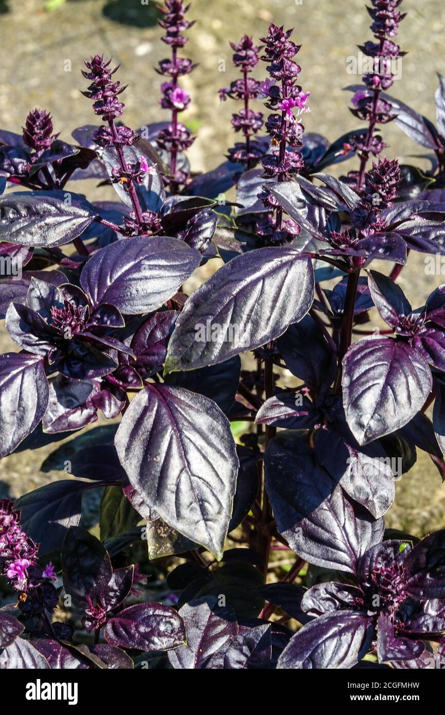 Pianta di basilico viola per la pianta del giardino delle foglie di erbe culinarie Foto Stock