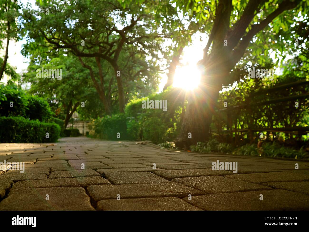 Angolo di terra del percorso del giardino con il sole luminoso che splende attraverso grandi alberi Foto Stock