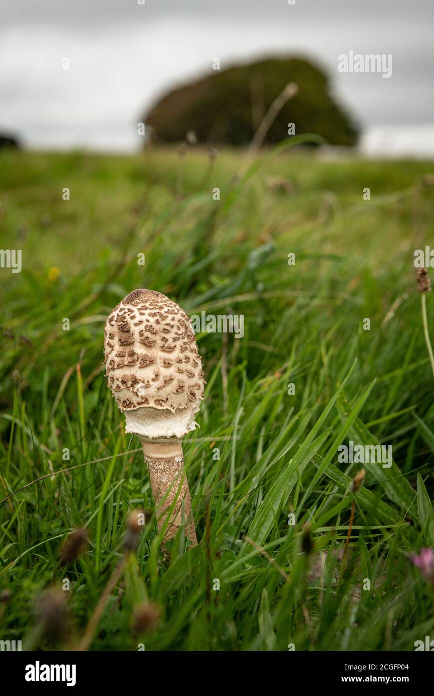 Funghi parasoli che crescono tra l'erba su una collina rurale Foto Stock