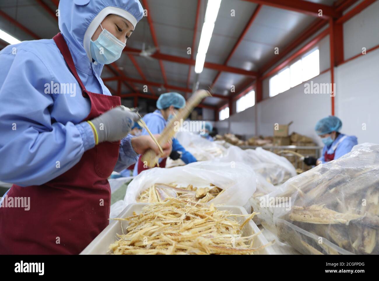 Dandong, Provincia di Liaoning. 10 settembre 2020. I lavoratori lavorano il pesce in una fabbrica di un'azienda alimentare a Donggang City, nella provincia nordorientale di Liaoning, 10 settembre 2020. Le aziende che producono prodotti ittici a Donggang stanno sviluppando nuovi prodotti trasformati e stanno ampliando i canali di marketing per garantire le loro vendite. Credit: Yao Jianfeng/Xinhua/Alamy Live News Foto Stock