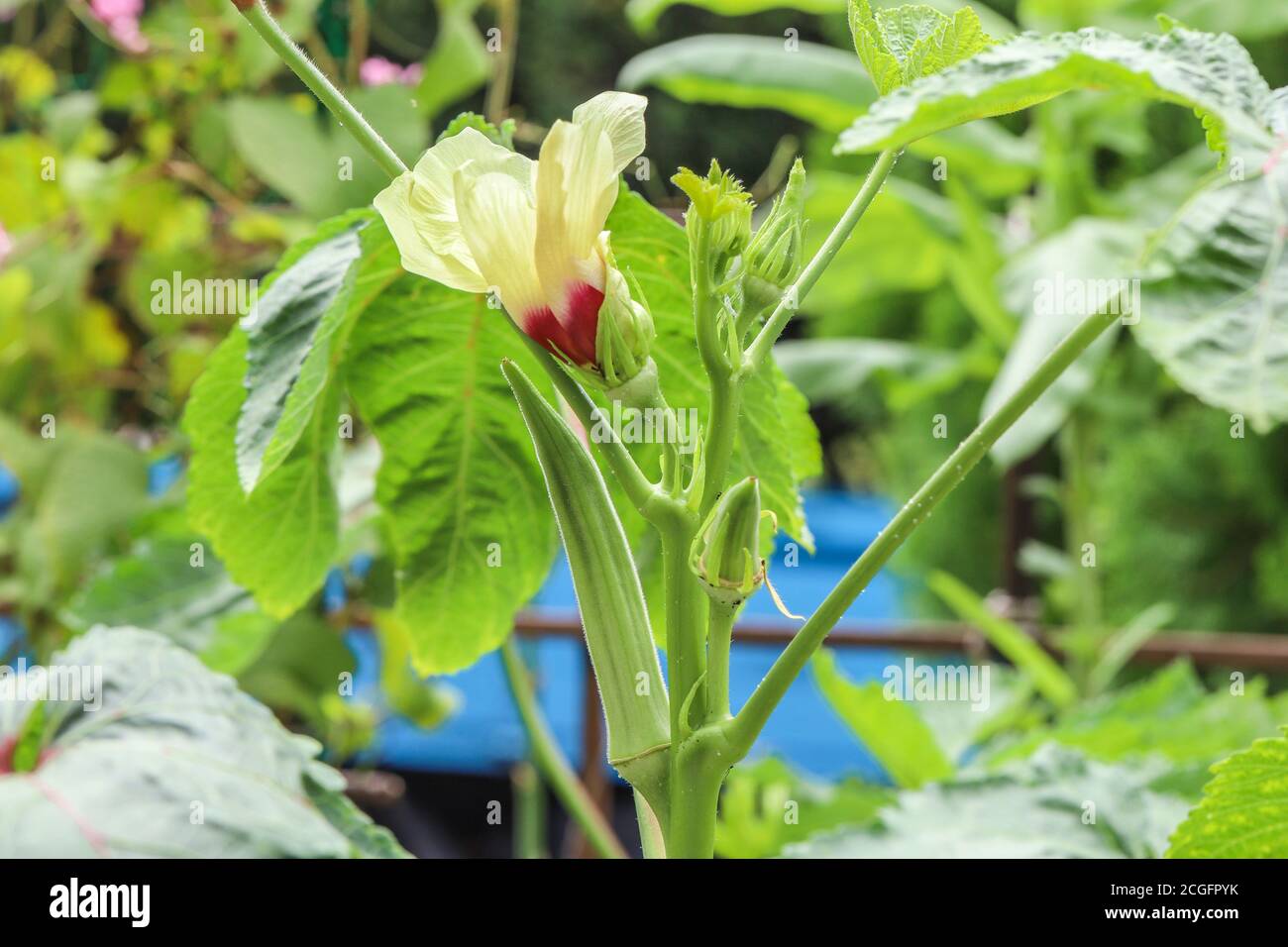 Dita da donna o fiore di okra e nuovi baccelli su un pianta di okra Foto Stock